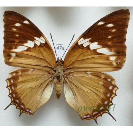 Charaxes tiridates Cramer, 1777 female C.A.R. 81mm47a